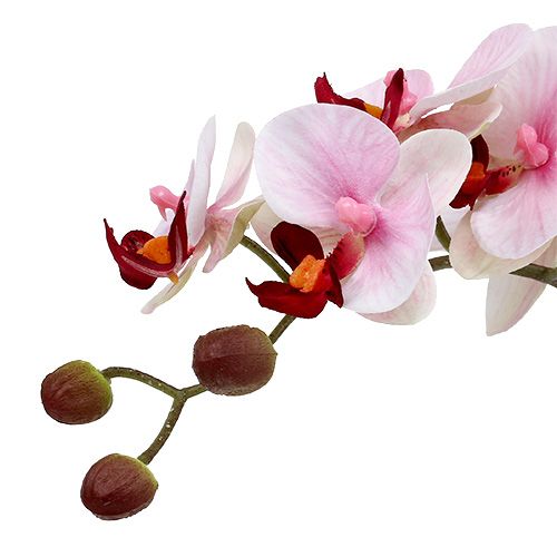 tételeket Rózsaszín orchidea kerámia cserépben 31cm