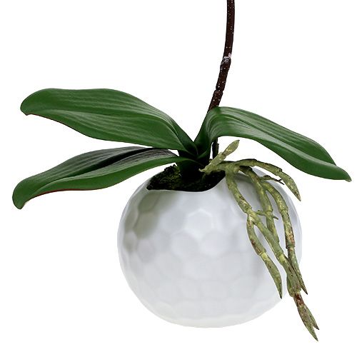 tételeket Rózsaszín orchidea kerámia cserépben 31cm