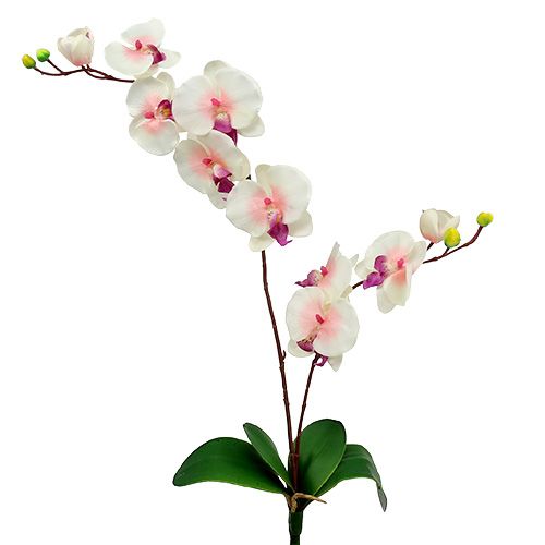 Floristik24 Orchidea 2 ággal 60cm fehér-rózsaszín