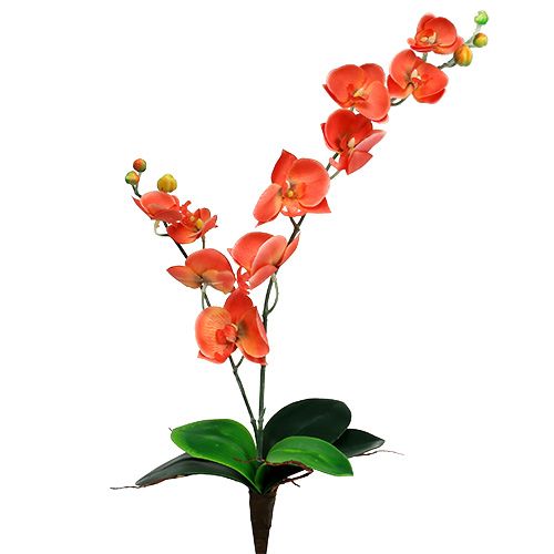Floristik24 Orchidea két ág 60cm narancs