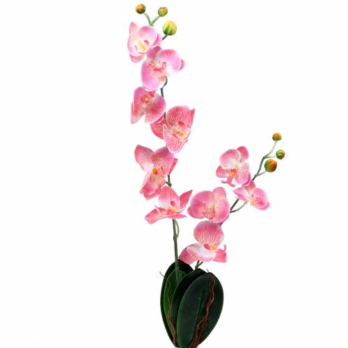 Floristik24 Orchidea Phalaenopsis műrózsaszín 60cm
