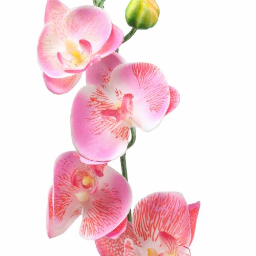 Floristik24 Orchidea Phalaenopsis műrózsaszín 60cm