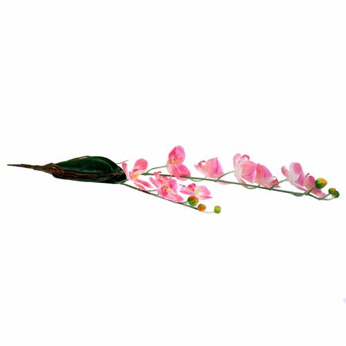 Floristik24 Orchidea Phalaenopsis műrózsaszín 60cm