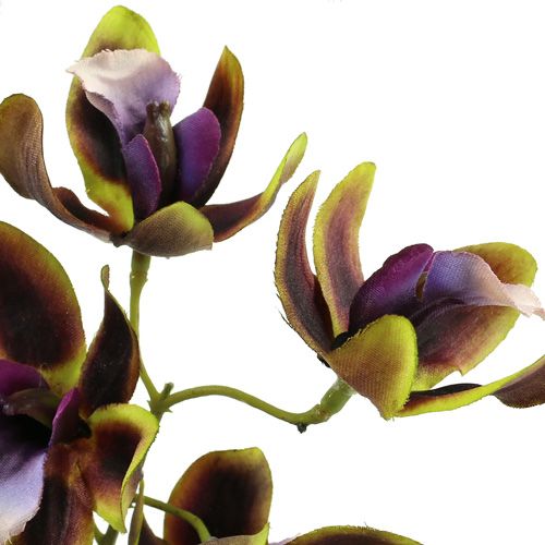 Floristik24 Orchid Cymbidium Green, Purple L38cm 4db