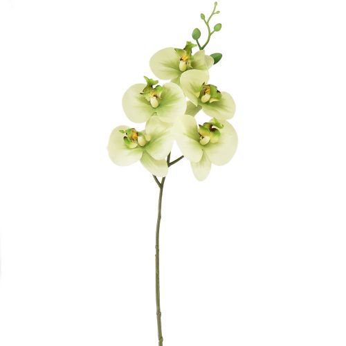 Floristik24 Orchidea Artificial Yellow Green Phalaenopsis 85cm