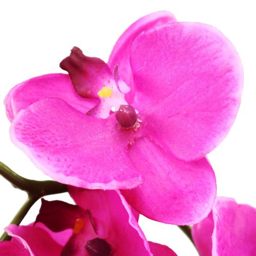 tételeket Orchidea Phalaenopsis Pink 75cm