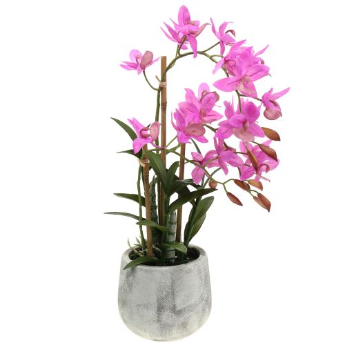 Orchidea ibolya cserépben H55cm