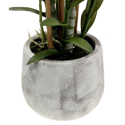 Floristik24 Orchidea ibolya cserépben H55cm