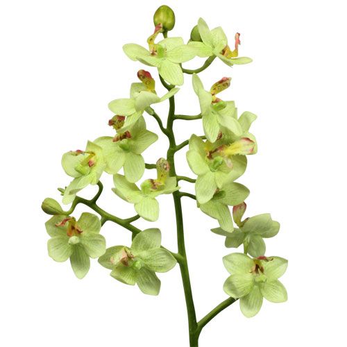 Floristik24 Orchidea 56cm világoszöld