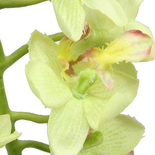 Floristik24 Orchidea 56cm világoszöld
