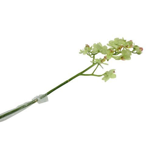 Floristik24 Orchidea 56cm világoszöld