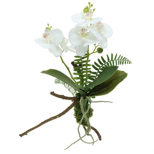 Floristik24 Orchidea fehér mohagolyókkal és gyökerekkel 36cm