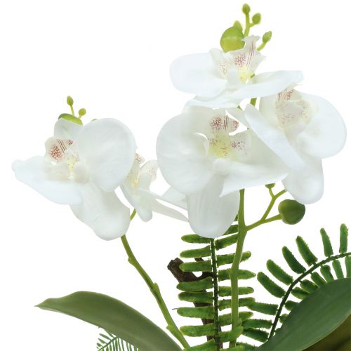 Floristik24 Orchidea fehér mohagolyókkal és gyökerekkel 36cm