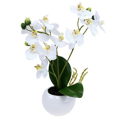 Floristik24 Orchideák 30 cm-es fehér cserépben