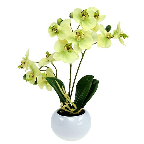 Floristik24 Orchideák zöld cserépben H30cm