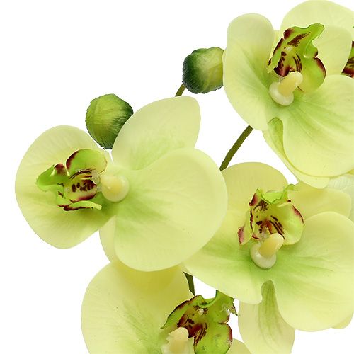 Floristik24 Orchideák zöld cserépben H30cm