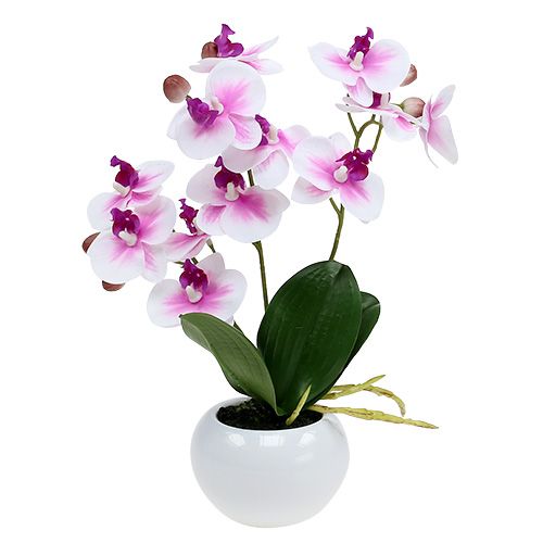 Floristik24 Orchideák cserépben H30cm fehér-rózsaszín