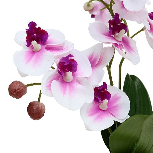 Floristik24 Orchideák cserépben H30cm fehér-rózsaszín
