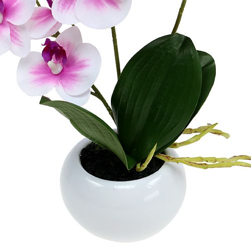 Floristik24 Orchideák cserépben H30cm fehér-rózsaszín