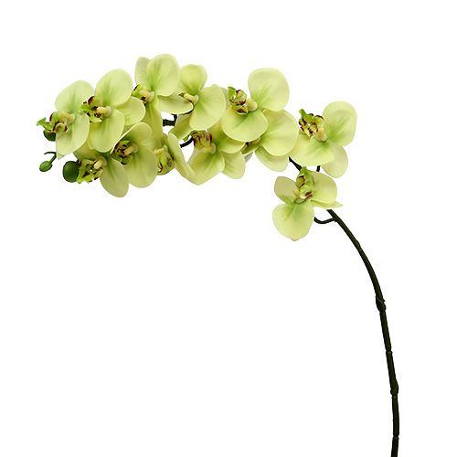 Floristik24 Orchidea ág világoszöld L58cm
