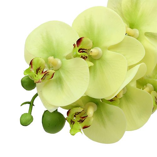 tételeket Orchidea ág világoszöld L58cm