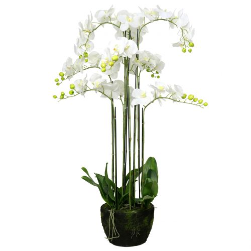 Floristik24 Fehér orchidea 118 cm-es labdán