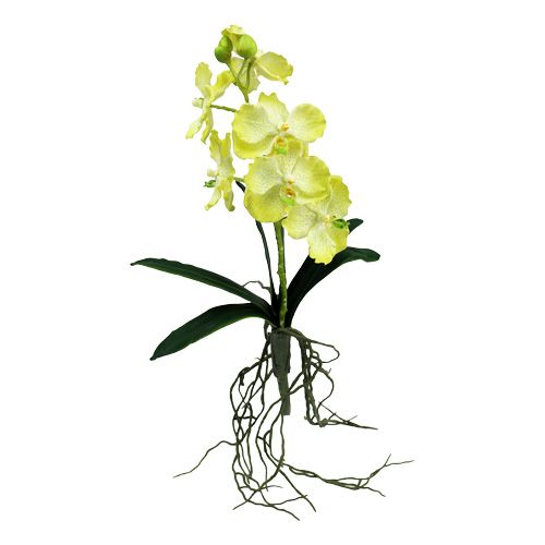 Orchidea gyökerekkel világoszöld L43cm