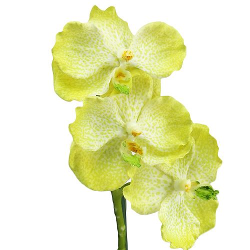 tételeket Orchidea gyökerekkel világoszöld L43cm