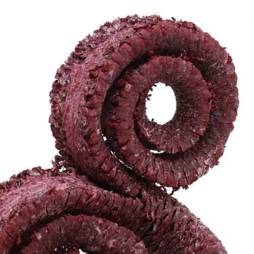 tételeket Pálma hím piros, fehérre meszelt 25 db