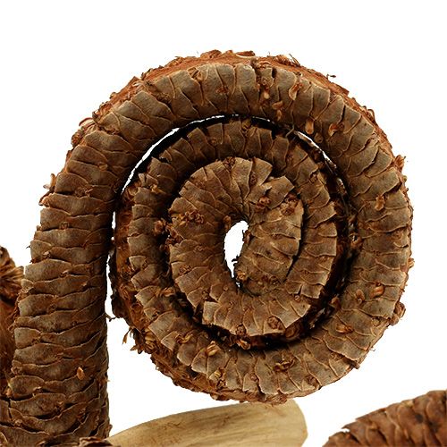 Floristik24 Palm Male Nature 25 db