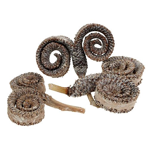 Floristik24 Pálma hím fehér mosott 25 db