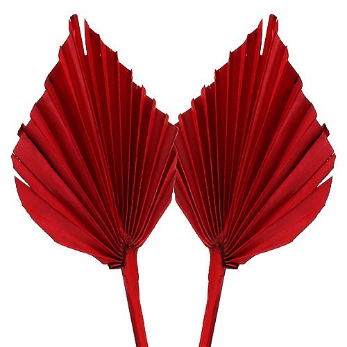 Floristik24 Palmspear Red 65 db