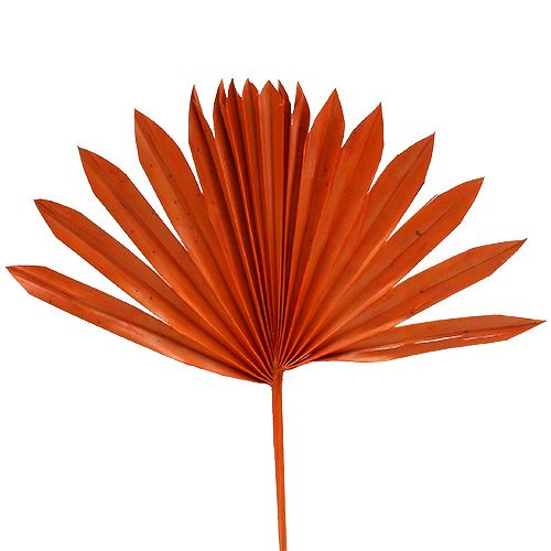 Floristik24 Palmspear Sun Orange 30db