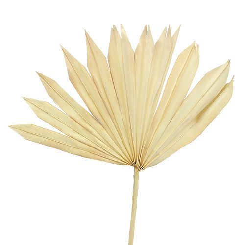 Palmspear Sun fehérített 30 db