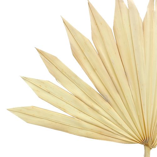 tételeket Palmspear Sun fehérített 30 db