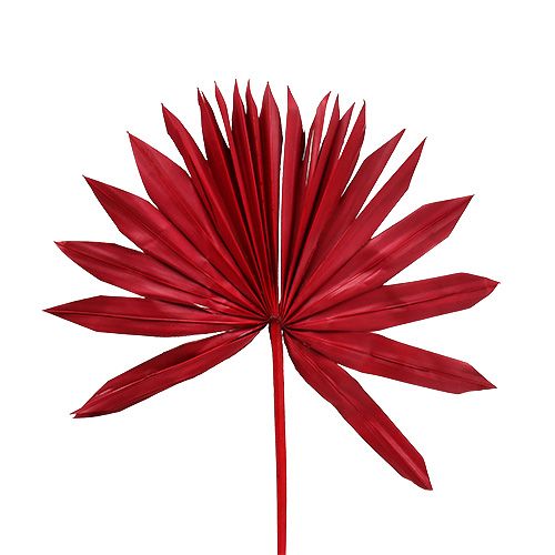 Palmspear Sun mini piros 50db