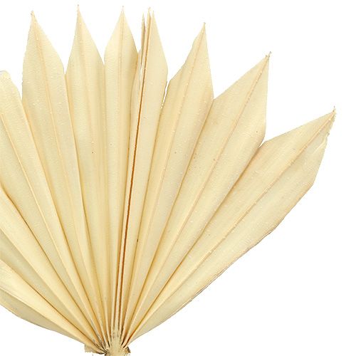 tételeket Palmspear Sun mini fehérített 30 db