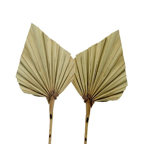 Floristik24 Palmspear mini natúr 100 darabos