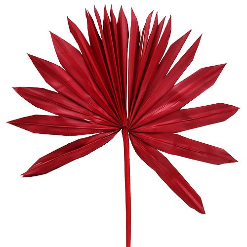 Palmspear Sun Red 30 db
