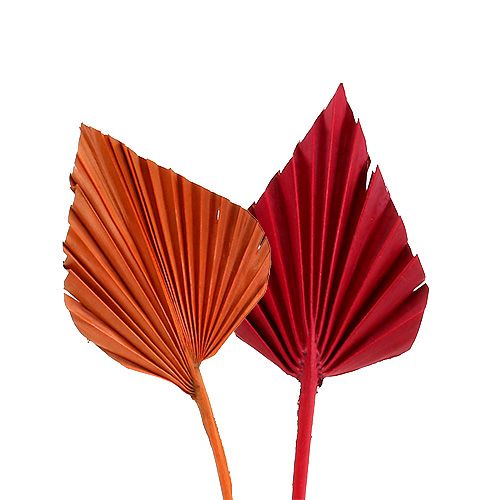 Floristik24 Palmspear mini fajta. Piros/narancs 100db