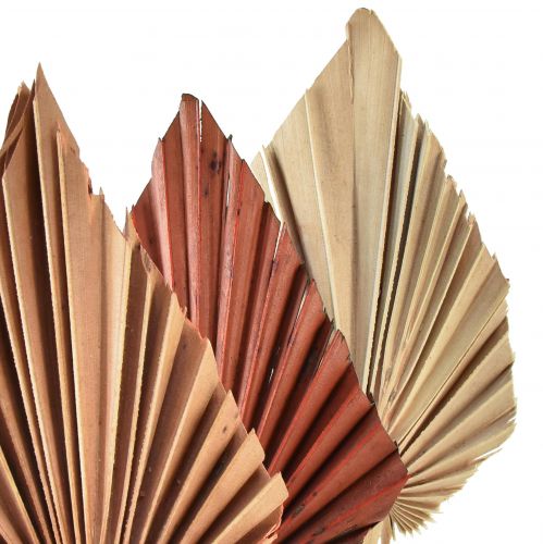 tételeket Palmspear mini vegyes Marokkó 30 db