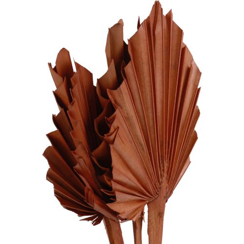 tételeket Pálmalándzsa pálmalevél natúr díszítés barna 5-9×14cm L35cm 4db