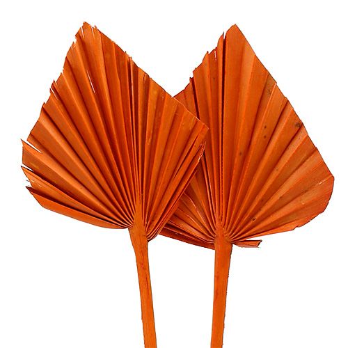 Floristik24 Palm Spear Orange 65db