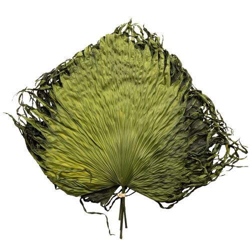 tételeket Pálmalevél dekoráció egzotikus kompozíciókhoz és asztaldíszekhez, 5 darab