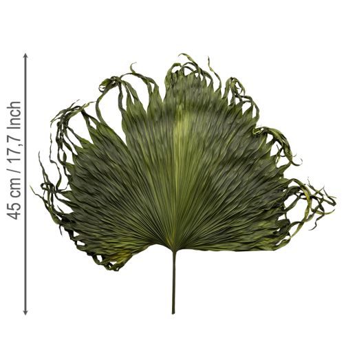 tételeket Pálmalevél díszítés egzotikus kompozíciókhoz és asztaldíszekhez