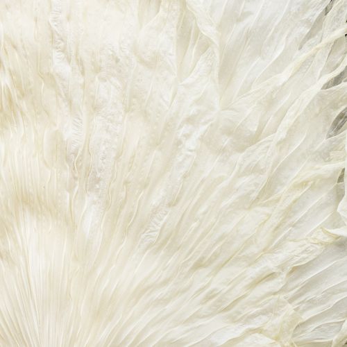 tételeket Pálmalevelek szárított, fehérített díszlevelek 45cm 5 db