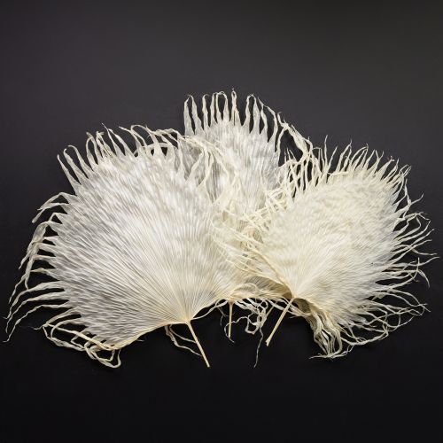 tételeket Pálmalevelek szárított, fehérített díszlevelek 45cm 5 db