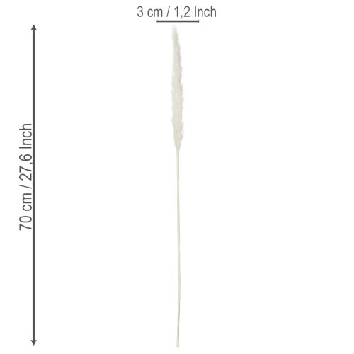 Pampa fű szárított virágok fehérítve 70cm 15db | Floristik24.hu
