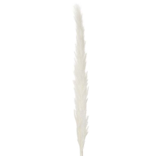 Pampa fű szárított virágok fehérítve 70cm 15db | Floristik24.hu