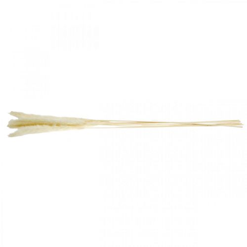 Floristik24 Szárított pampás fű krém száraz csokorhoz 65-75cm 6 db